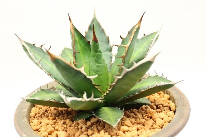 万代巌竜 実生 A3557☆アガベ 多肉植物☆「送料無料」浦部陽向園