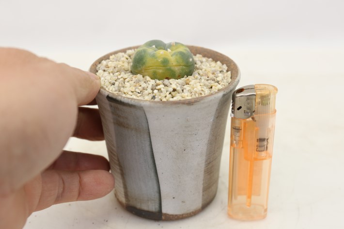 銀冠玉錦 実生 A3514☆ロフォフォラ サボテン☆「送料無料」浦部陽向園