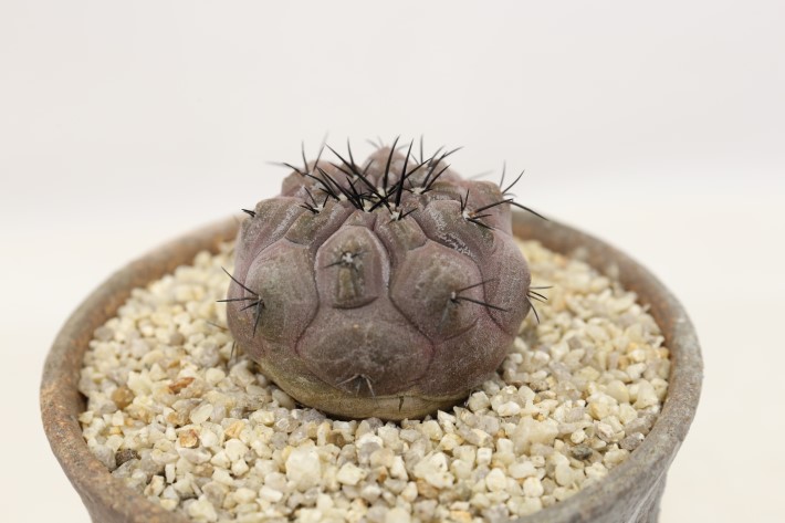 短刺黒王丸 輸入球 A3510☆コピアポア サボテン☆「送料無料」浦部陽向園