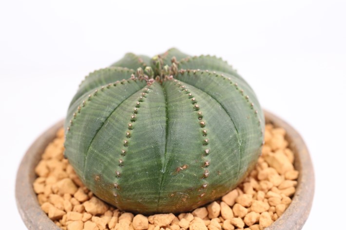 シンメトリカ単頭type 実生 A3534☆ユーフォルビア 多肉植物☆「送料