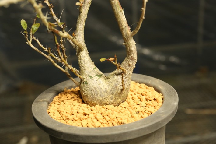 ファシクラータ 輸入球古株type A3601☆フォークイエリア 塊根植物