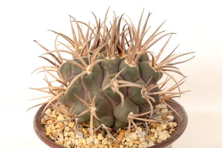 守金魔天竜 接ぎ降し A3753☆ギムノカリキウム マザネンセ サボテン