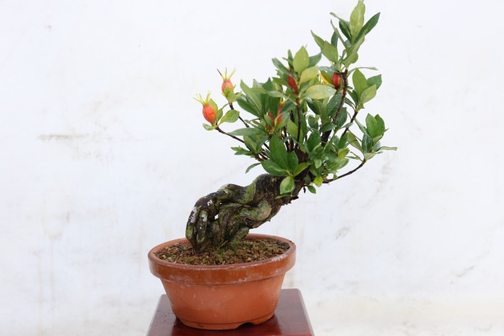 送料無料】実成くちなし クチナシ 小品盆栽 A3806｜盆栽 花物実物