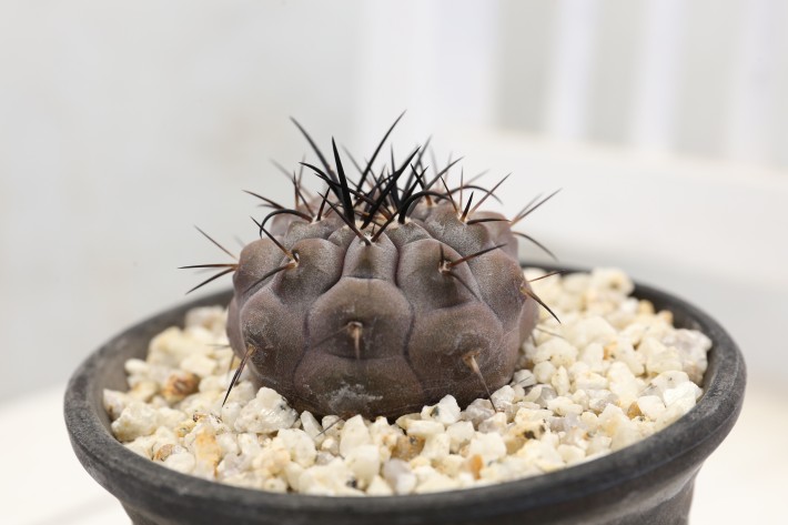 送料無料】黒王丸 シネレア コピアポア 実生 A3888｜サボテン｜浦部陽向園