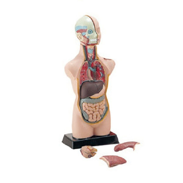 UCHIDASウチダス人体解剖模型 50cm MK050: 理科