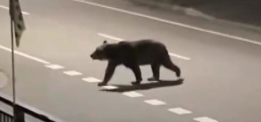 ヒグマ駆除】未明の住宅街に響く2発の発砲音 体長2メートルのクマ1頭を