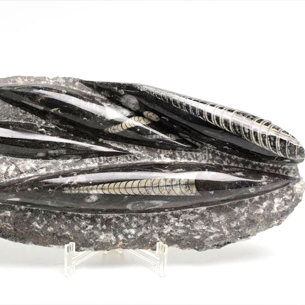 オルソセラス（直角貝/Orthoceras）化石プレート｜モロッコ産