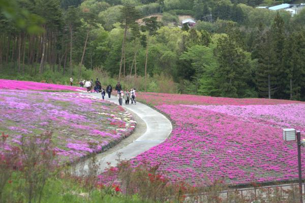 2025芝桜開花状況 - 平田村公式ホームページ
