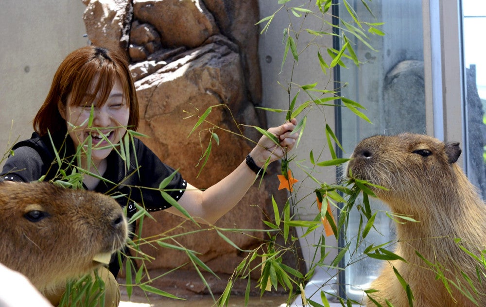 神戸市の水族館「atoa」でカピバラのモグモグタイム…七夕にちなみ