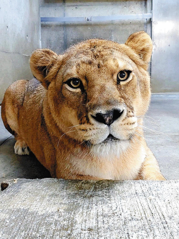 雌のライオン「ライ」天国へ…北九州市・到津の森公園「おてんばな性格