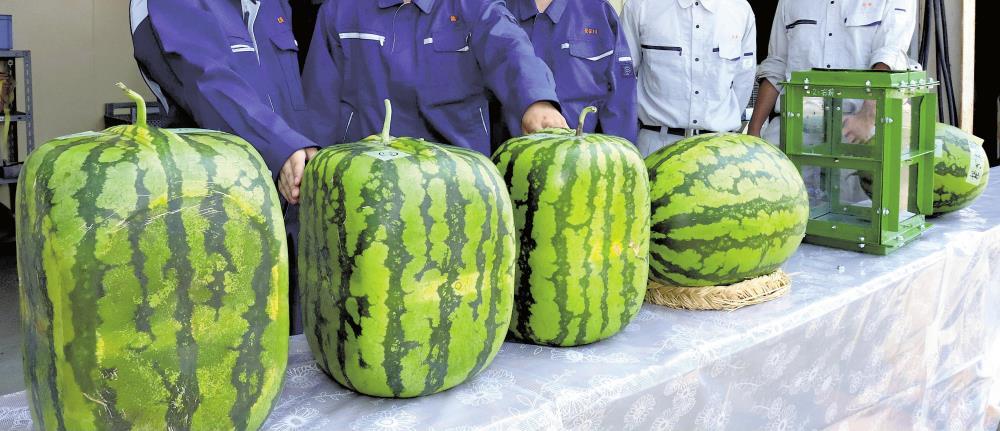 四角いジャンボ西瓜が「立った！」、栽培した高校生「形は98点