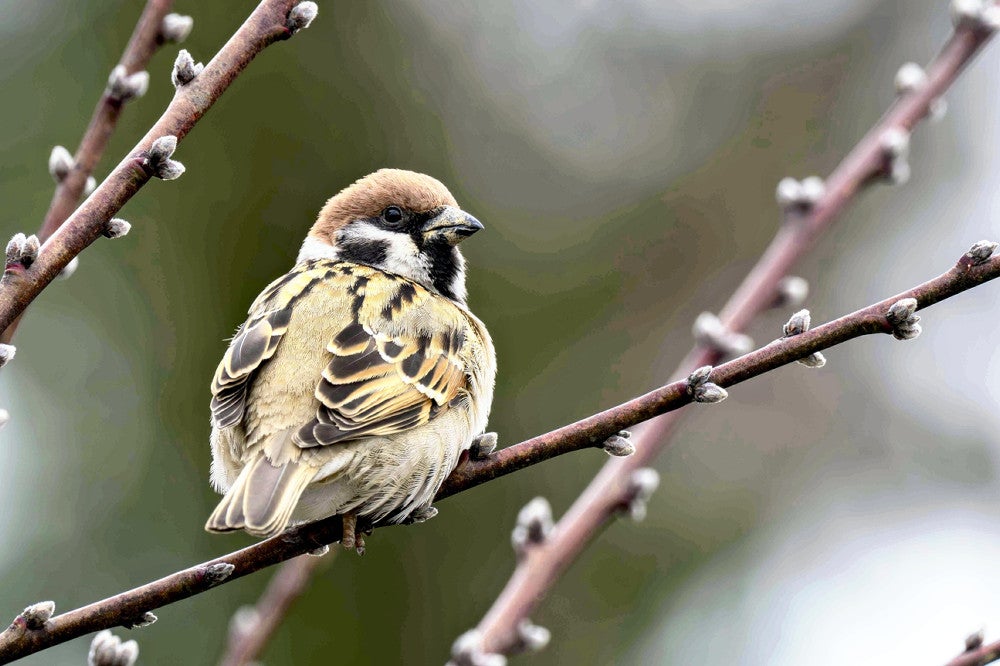 スズメやセグロセキレイなど、身近だった鳥の15％が「絶滅危惧種」並