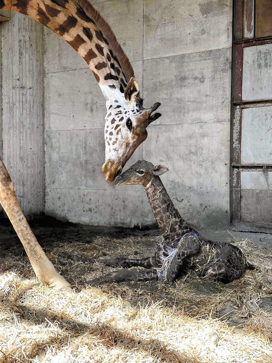 マサイキリンの赤ちゃん、宮崎市フェニックス自然動物園で誕生…推定