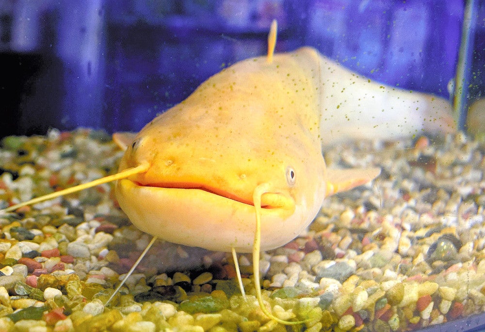 全身が黄金色、珍しい「縁起物」のナマズの名前は「たまずん」に