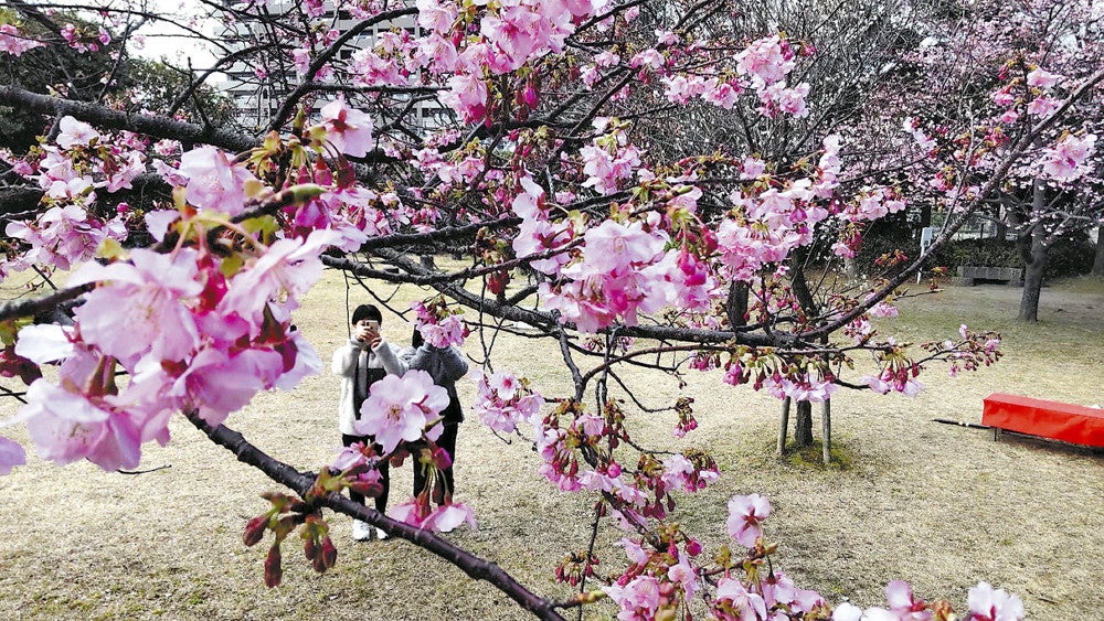 早咲き河津桜が開花、ただいま五分咲き…週末に満開見込み : 読売新聞