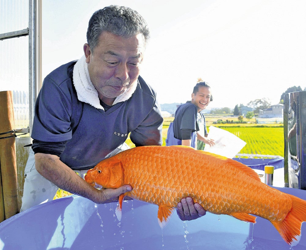 泳ぐ宝石」の魅力を世界に発信、「錦鯉」サミット6日開催…コロナ禍