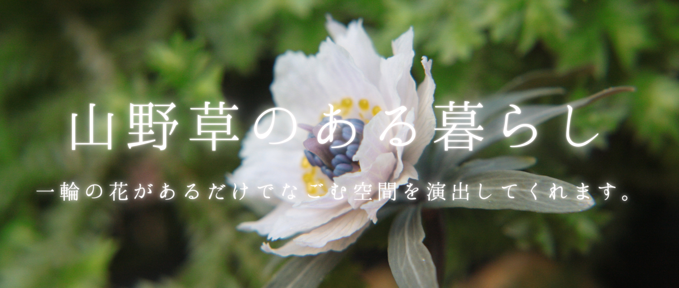 やましち山野草店 / TOPページ