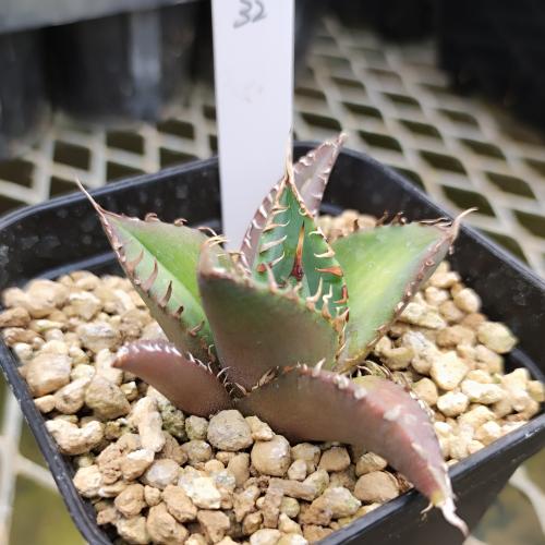 やましち山野草店 / アガベ チタノタ 白鯨 9cmポット苗 現品販売No.32