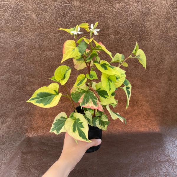 やましち山野草店 / 五色ドクダミ ポット苗