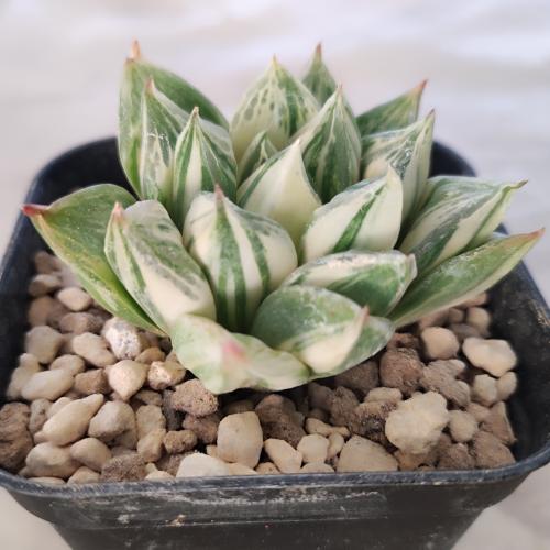 やましち山野草店 / 多肉植物 ハオルチア 斑入りシンビフォルミス 錦