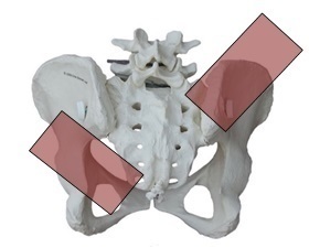 仙骨後頭骨テクニック CAT3手順