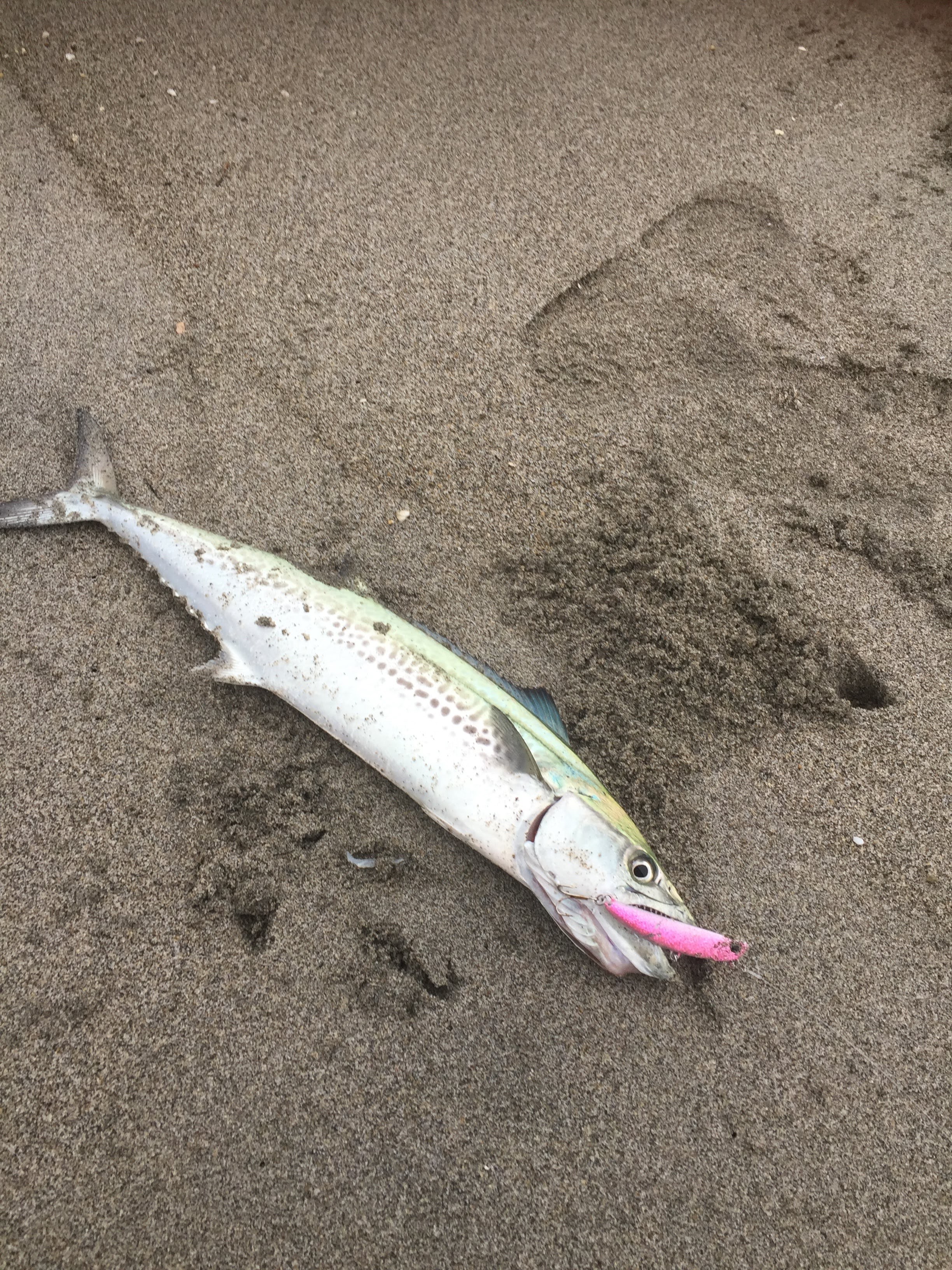 遠州灘 サーフゲーム Ballistick 102MH TZ/ NANO | YAMAGA