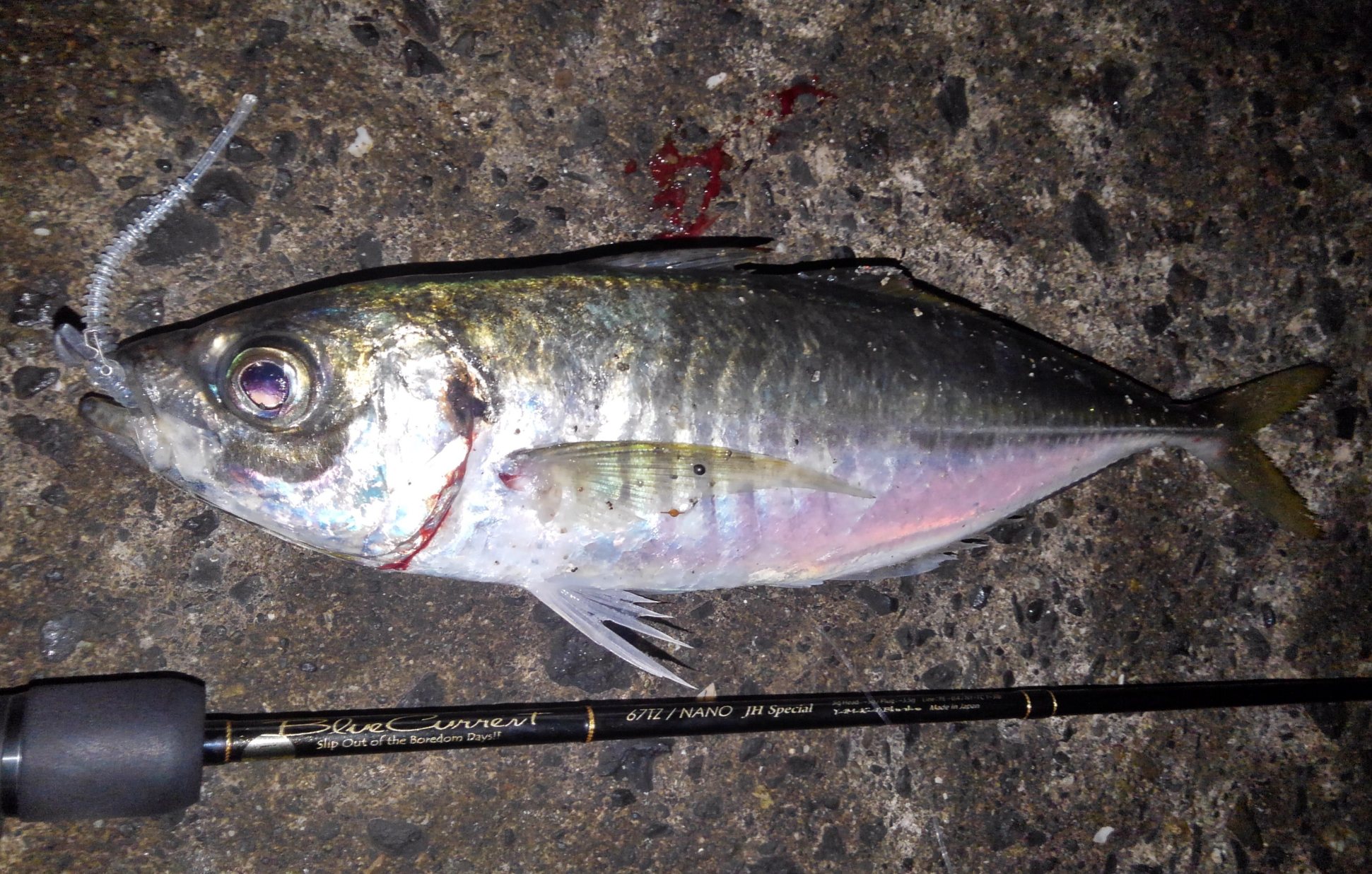 愛媛県 アジング BlueCurrent67TZ NANO JHSP | YAMAGA BlanksYAMAGA Blanks