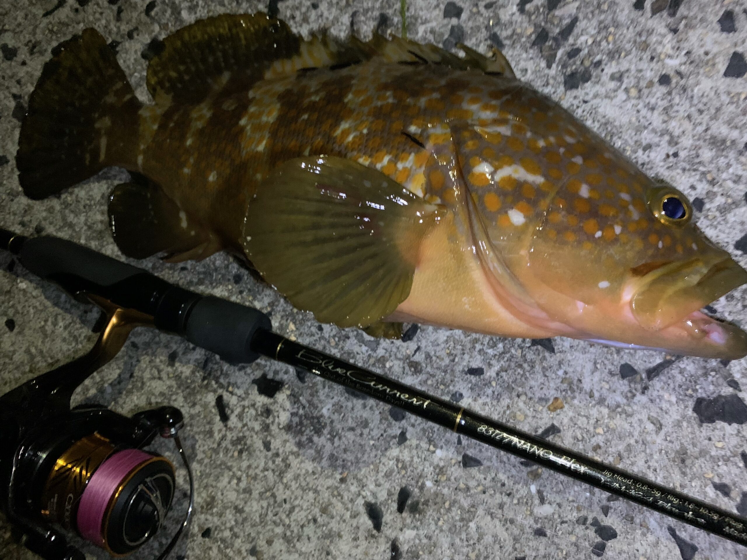 瀬戸内】 アコウ BlueCurrent83TZ NANO FLEX | YAMAGA BlanksYAMAGA Blanks