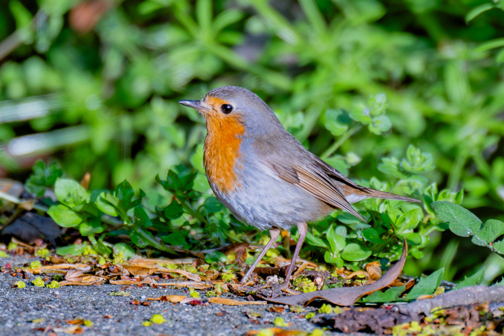 イギリスの国鳥 ヨーロッパコマドリ（ロビン） | 山形会議