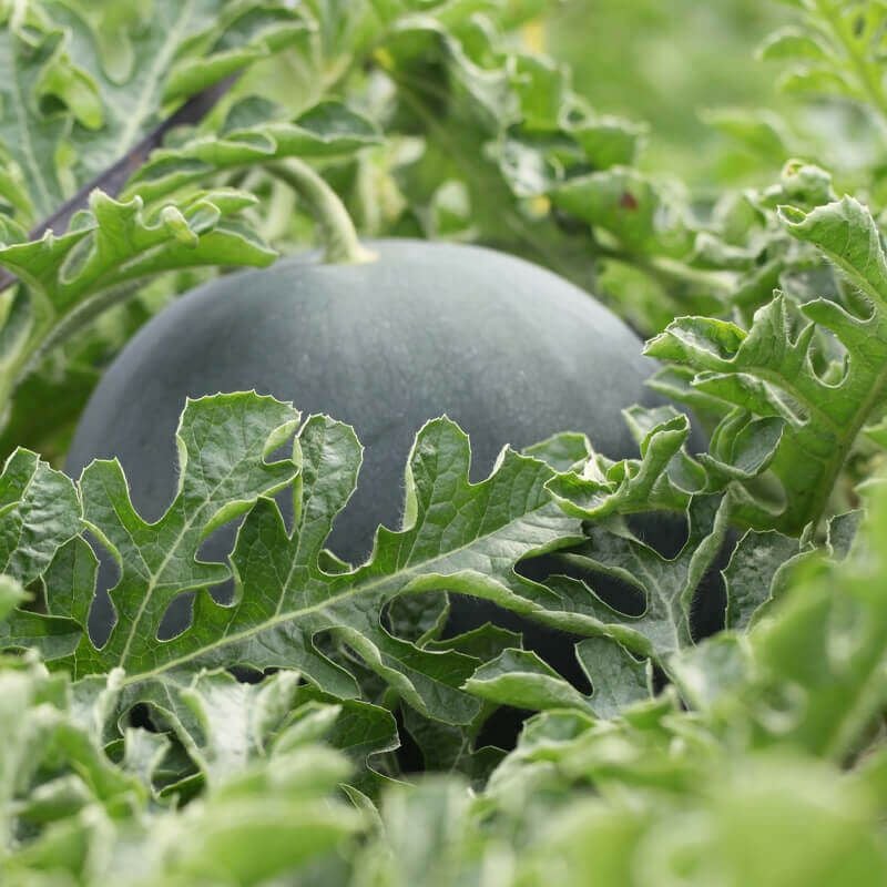 ブラックジャック 真っ黒な黒皮が特徴の山形・夏スイカ｜清川屋