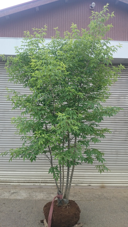 アオダモ 株立ち 美品 大型商品 販売 価格 | 有限会社 山田植木