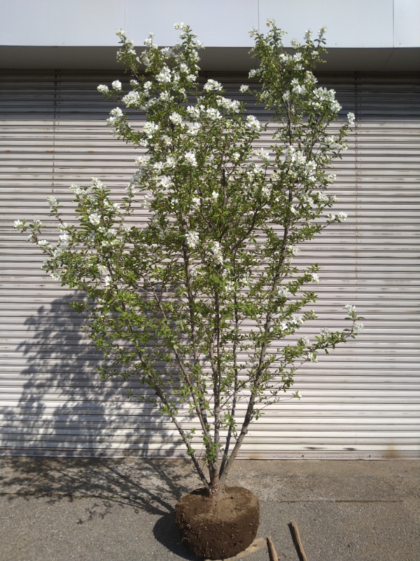 アオダモ 本株5本立ち 美品 販売 価格 | 有限会社 山田植木