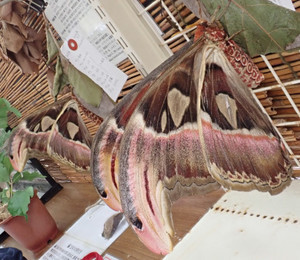 ヨナグニサン 2匹の蛇を従えている・編: ときどき野虫の会