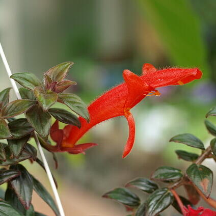 コルムネアとは｜ヤサシイエンゲイ