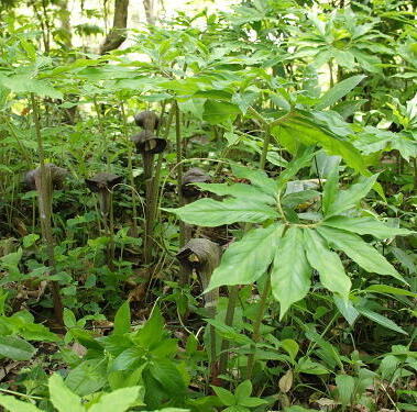 テンナンショウの仲間の育て方｜ヤサシイエンゲイ