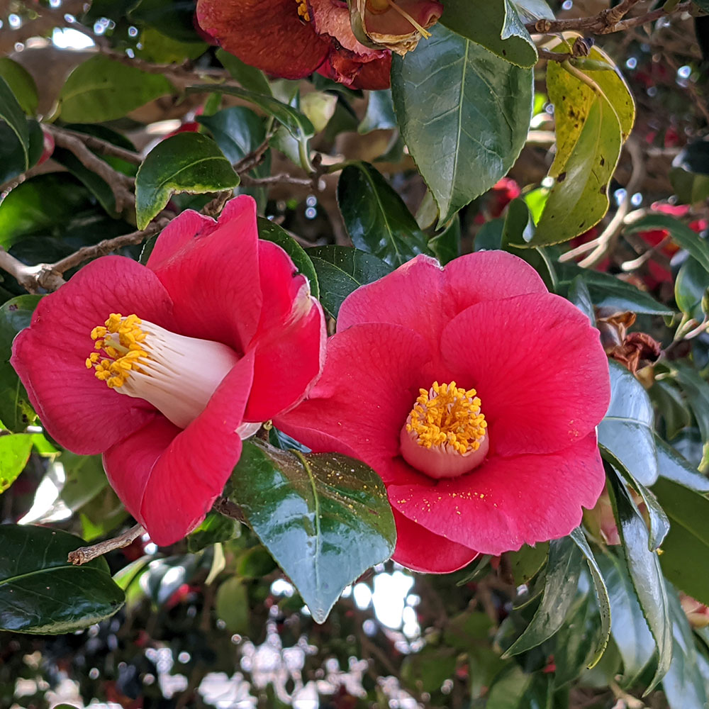 純椿」セット （30ml・100ml） 島の幸々 | よろずを継ぐもの｜継ぐべき