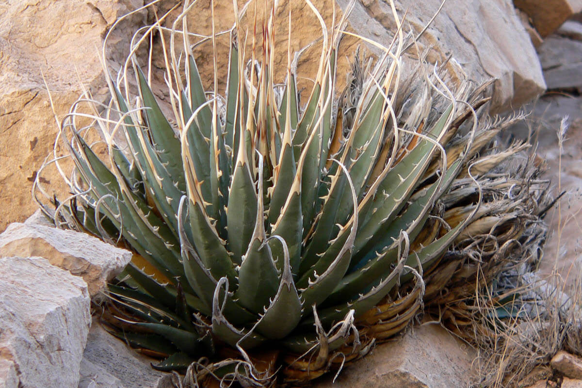 アガベ・ユタエンシス（Agave utahensis）育て方 – ゆるぷ