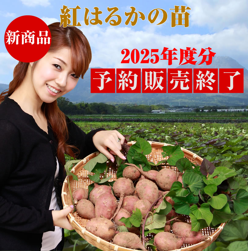予約】紅はるかの切り苗 1束100本【送料730円】【お届け日指定不可】