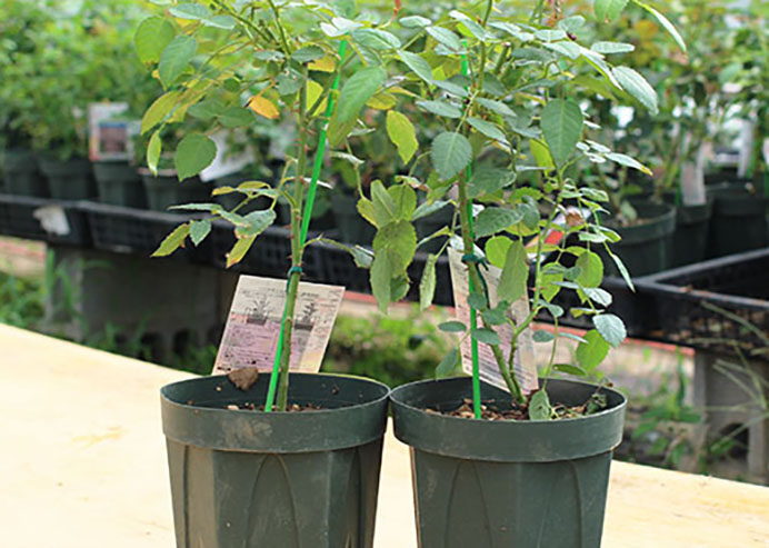 バラ 上海 苗③ パープルタイガー② バラ パープルタイガー苗② - メルカリ