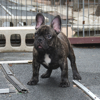 若犬 | ZAIHOO｜フレンチブルドッグ子犬販売・ウェア販売 - Part 6