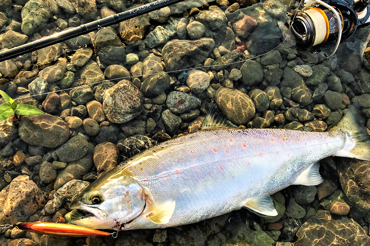 K*i様 ゼナック プレジールアンサー 99 K*i様 ゼナック プレジール