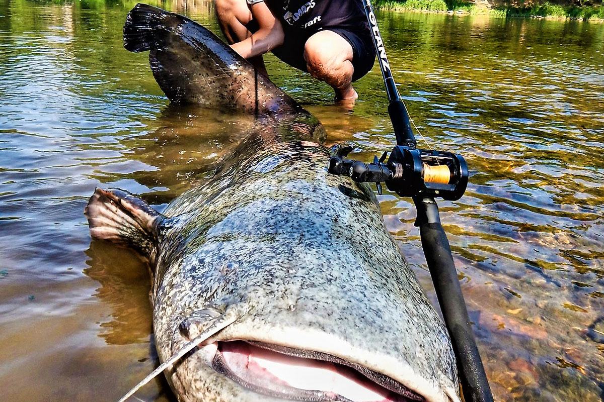 専用 ZENAQ GLANZ B78 10x ゼナック グランツ 専用 ZENAQ GLANZ B78