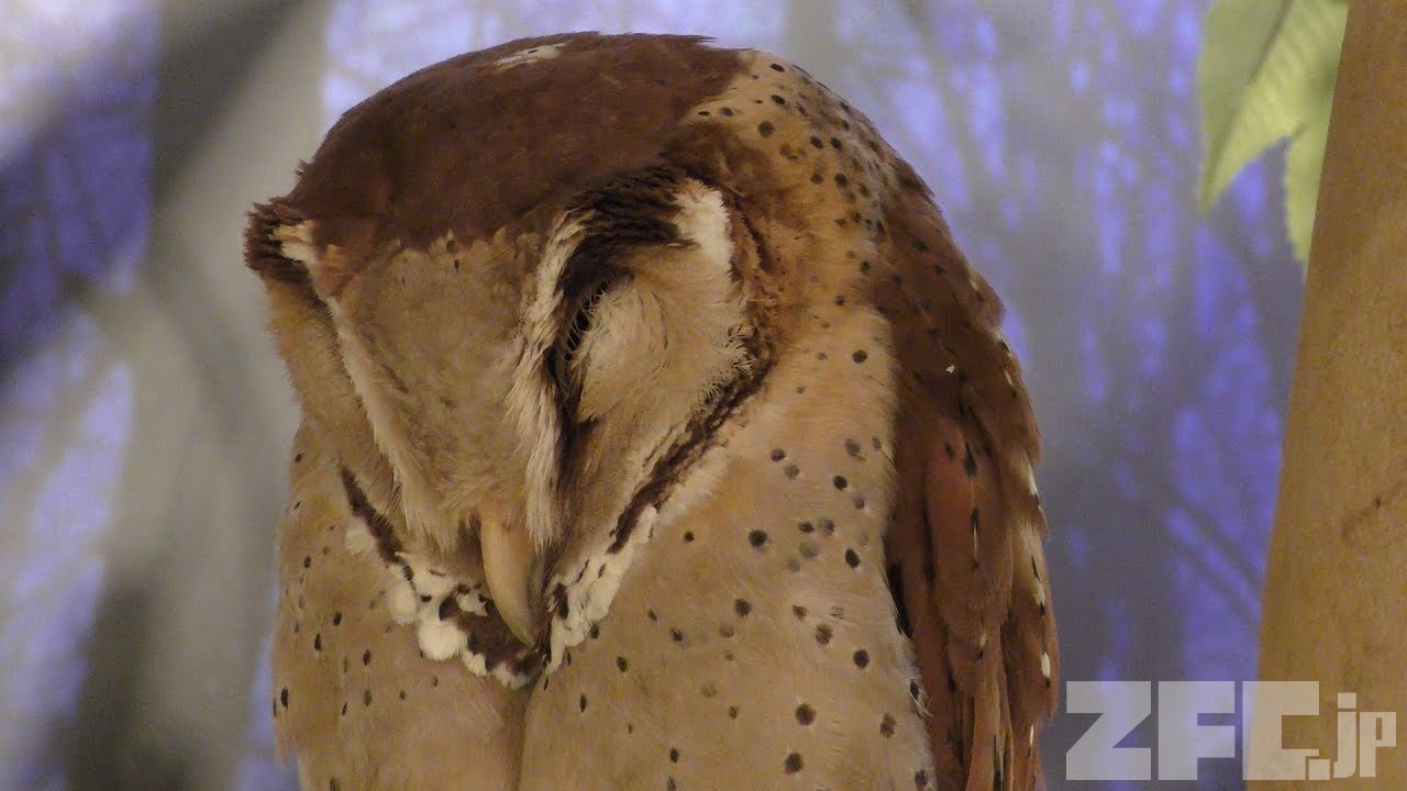 ニセメンフクロウ | 動物図鑑 | ZFC.jp