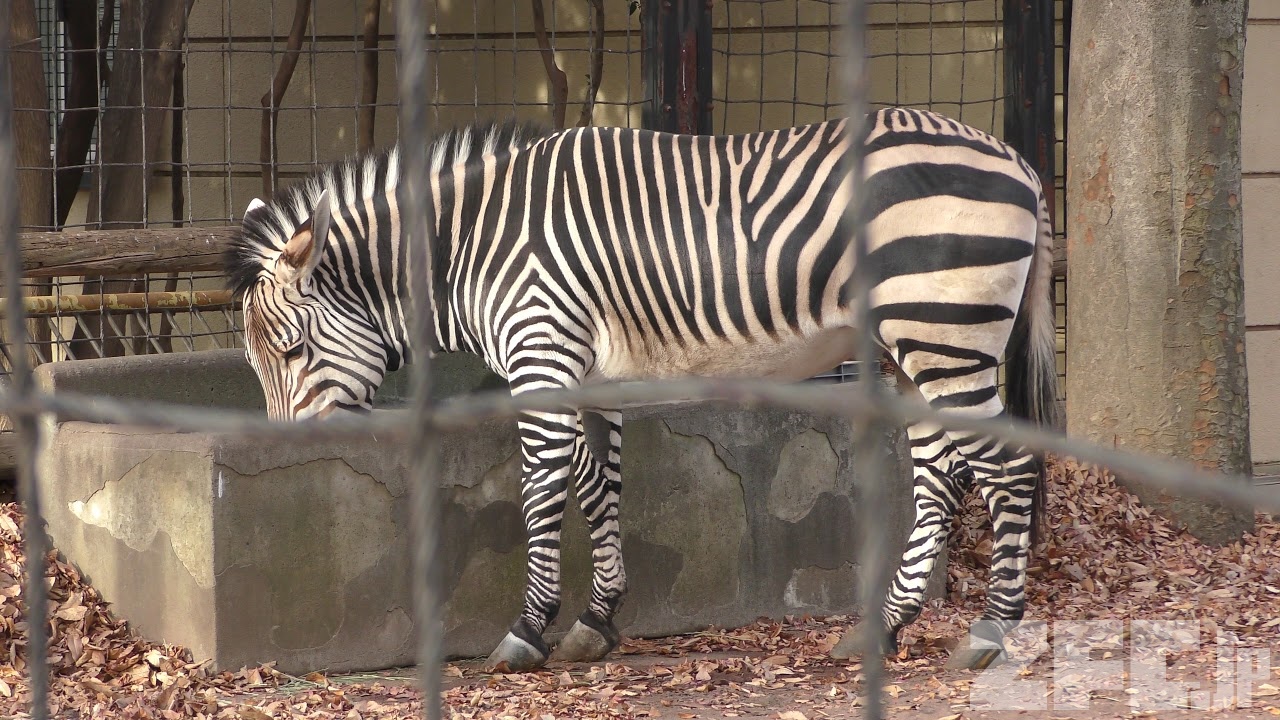 ヤマシマウマ | 動物図鑑 | ZFC.jp