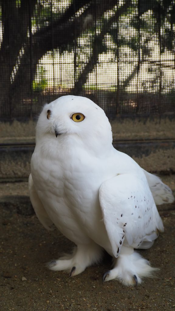 シロフクロウ | | 京都市動物園