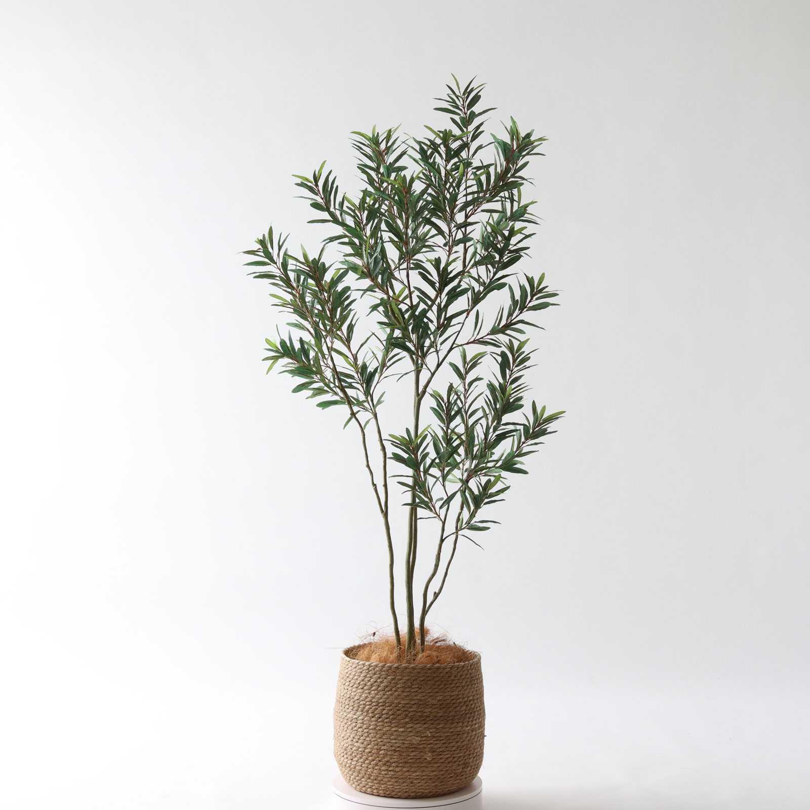 No8448 プレミアム光触媒フェイクグリーン 「陽だまりのような癒し