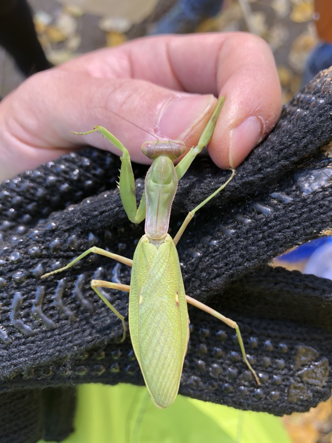 カマキリ目 - 玉川大学 生物自然研究部「50周年記念ネット生物図鑑」