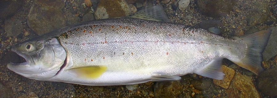 サツキマス - WEB魚図鑑