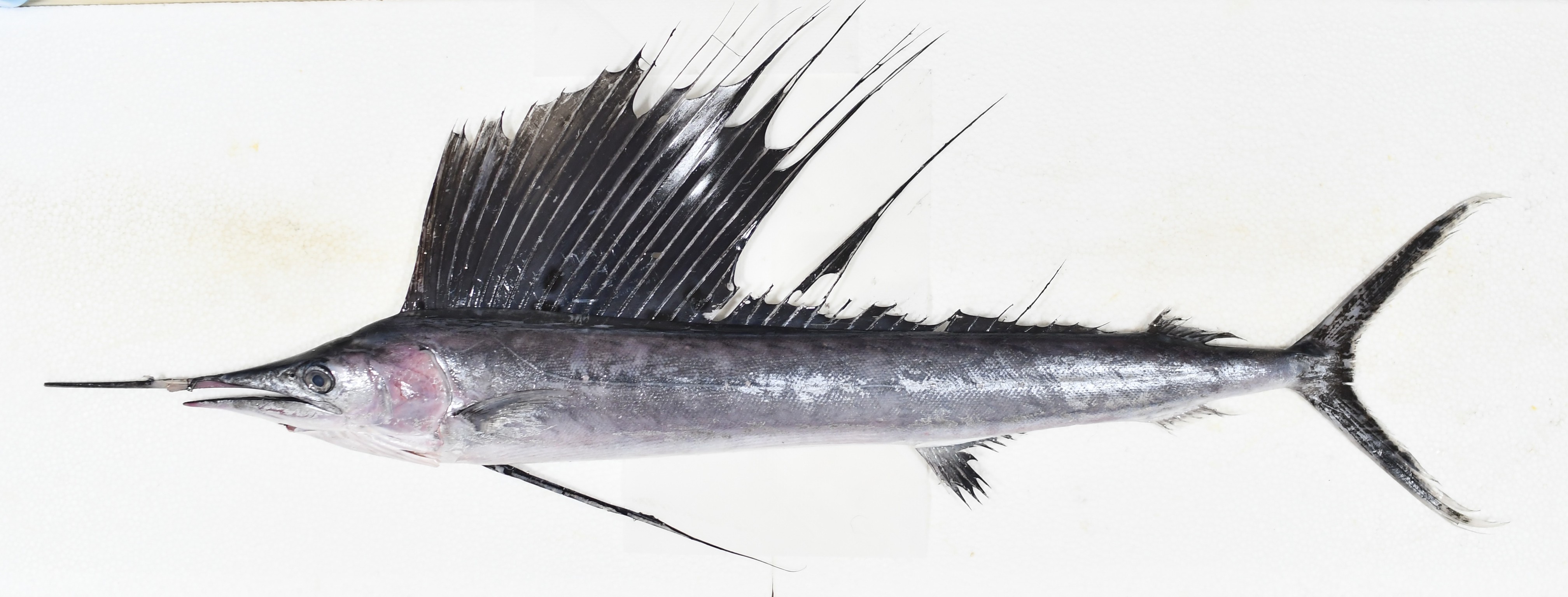 バショウカジキ(2025.09.20) - WEB魚図鑑