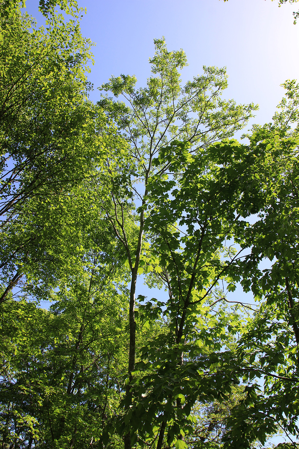 赤鬼のつぶやき C.W.ニコル】キハダ 英名The Amur Cork Tree(アムール